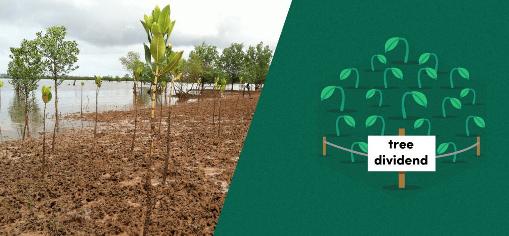 Tree Dividend (updated July 2020)