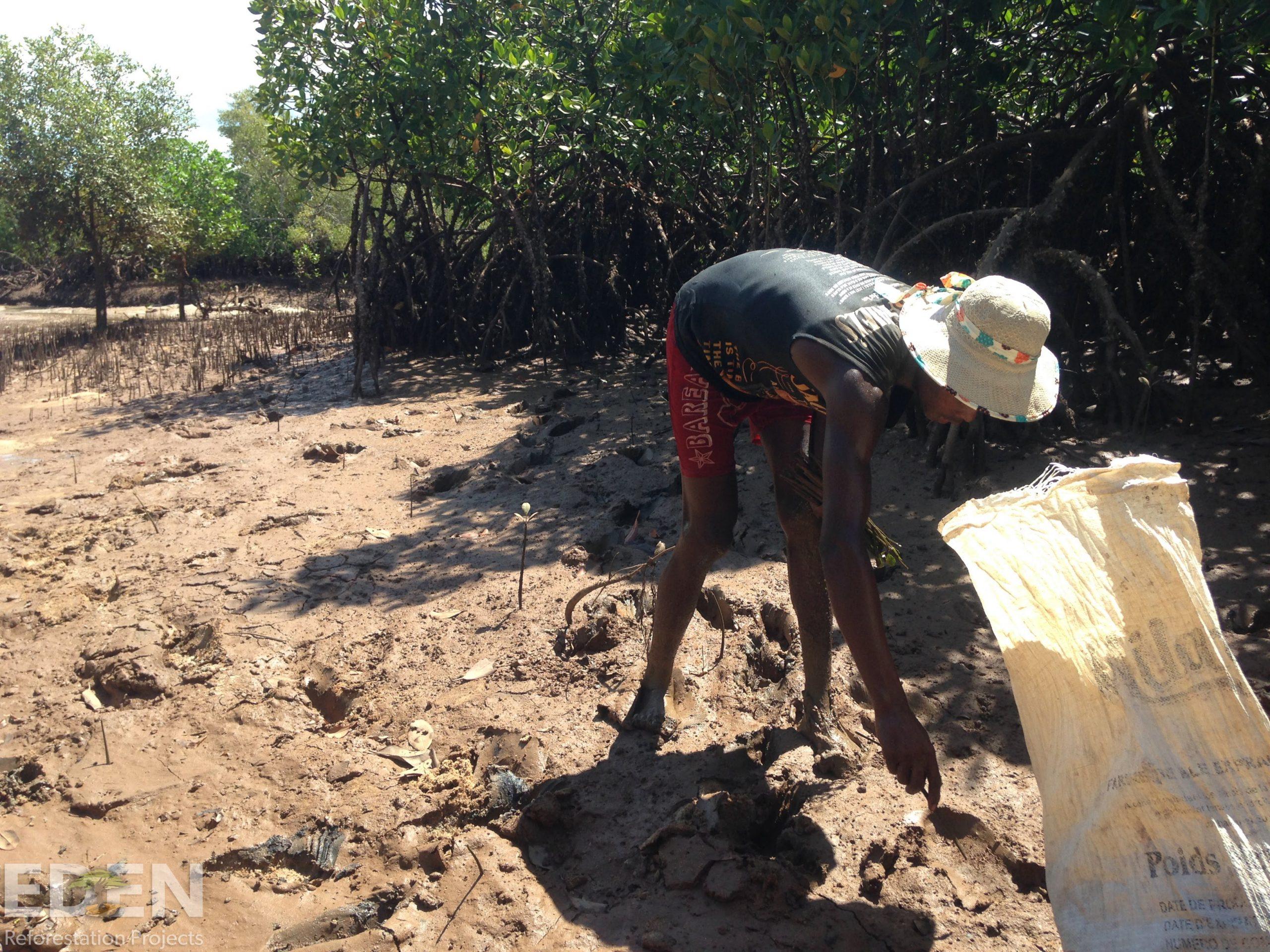 Bag of mangrove saplings and a local tree planter.