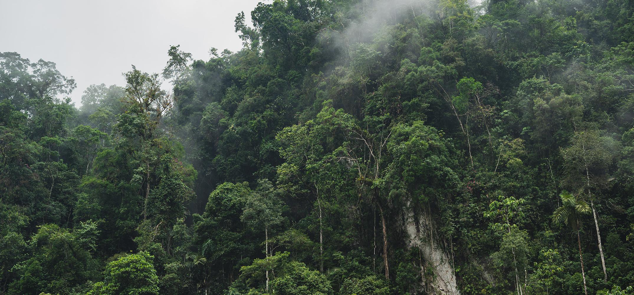 Rainforest - looking up into the tree canopy