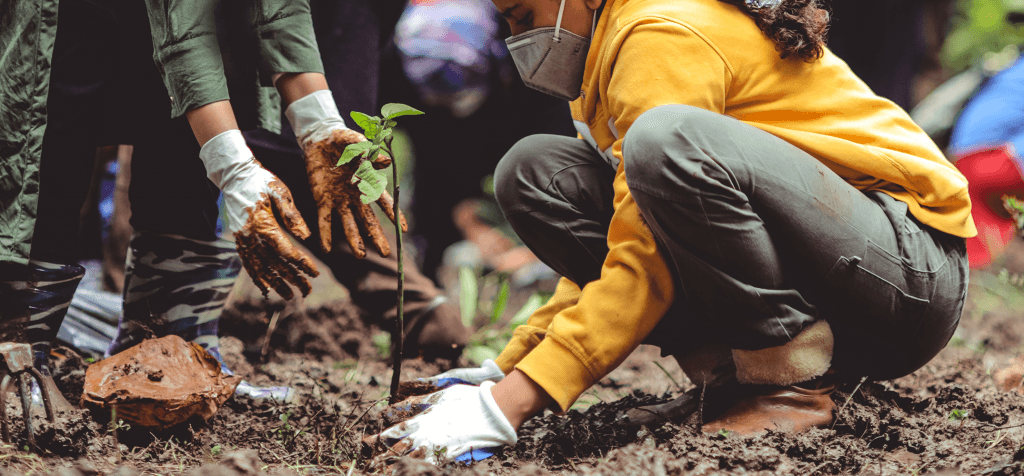 Answering the question: Can I see more updates from my forest?