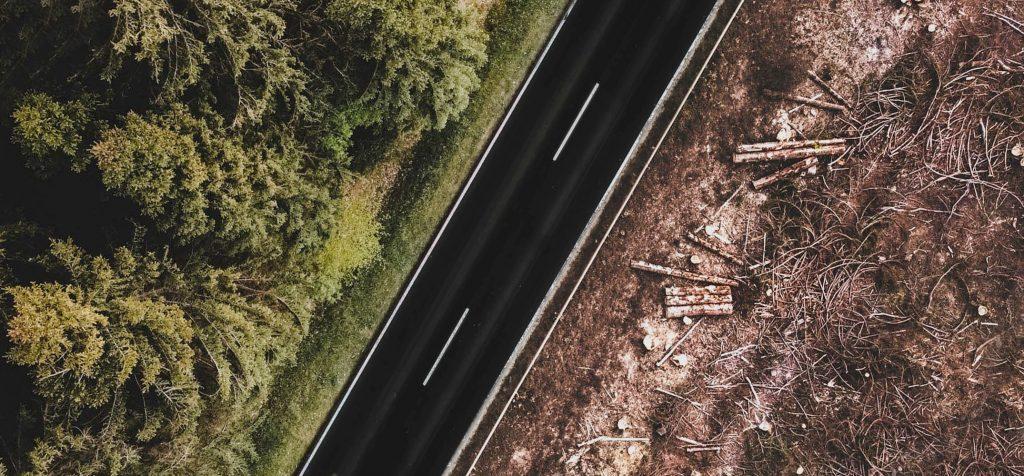 Industries and sectors driving deforestation: what you need to know