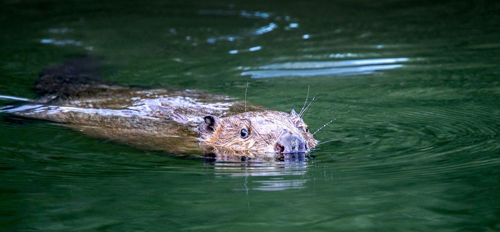 Why are beavers ecosystem engineers?