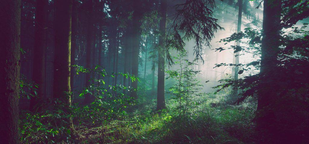 Our pledge to plant 1.7 billion trees by 2030