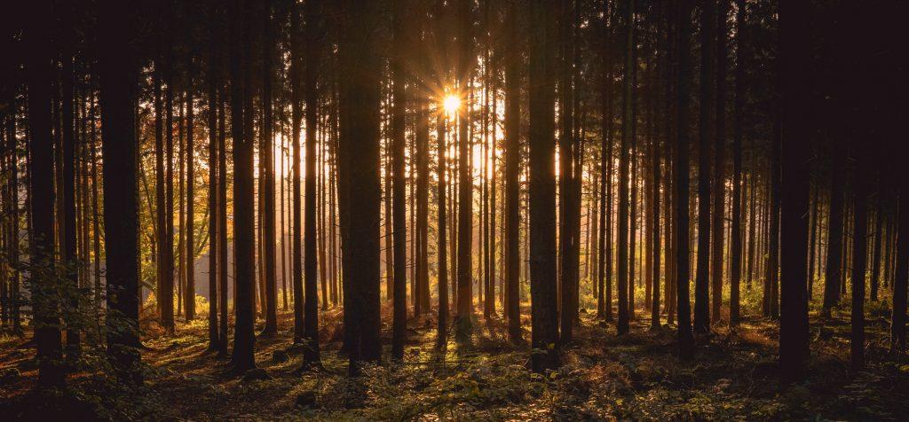 What is the Verified Carbon Standard?