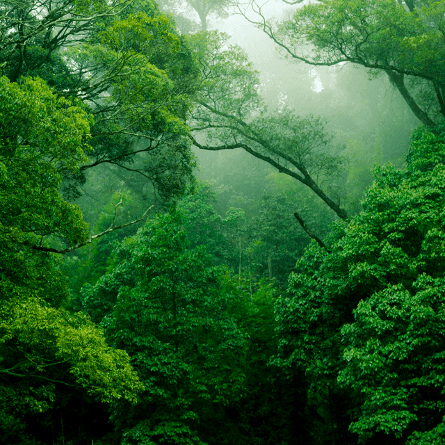 Responsible reforestation: how to grow trees to solve climate change