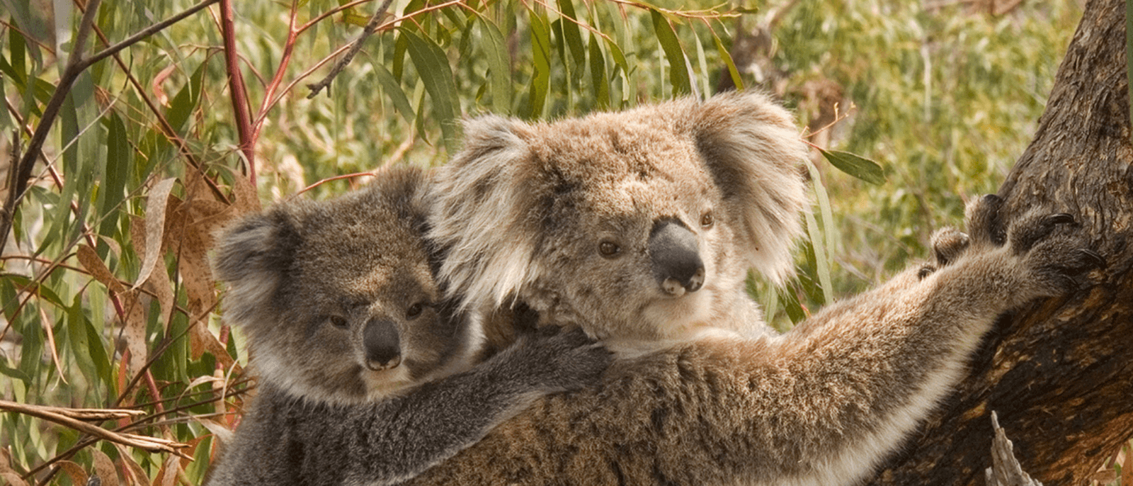 Koala with baby in a tree