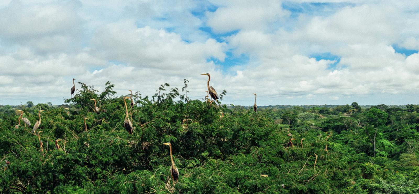 Nature-based project rainforest protection