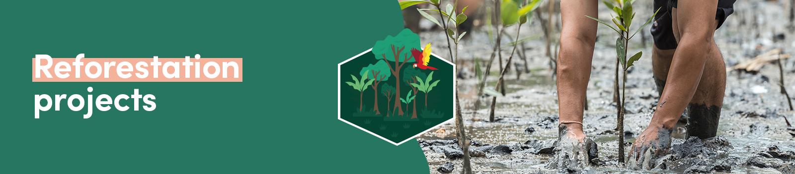 Reforestation projects